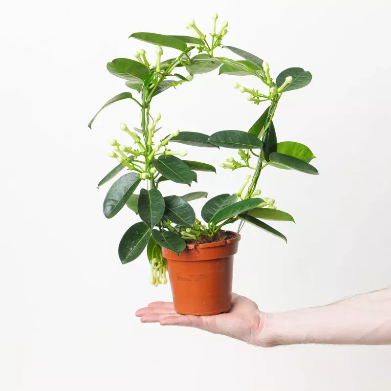 Stephanotis floribunda | Madagascan Jasmine