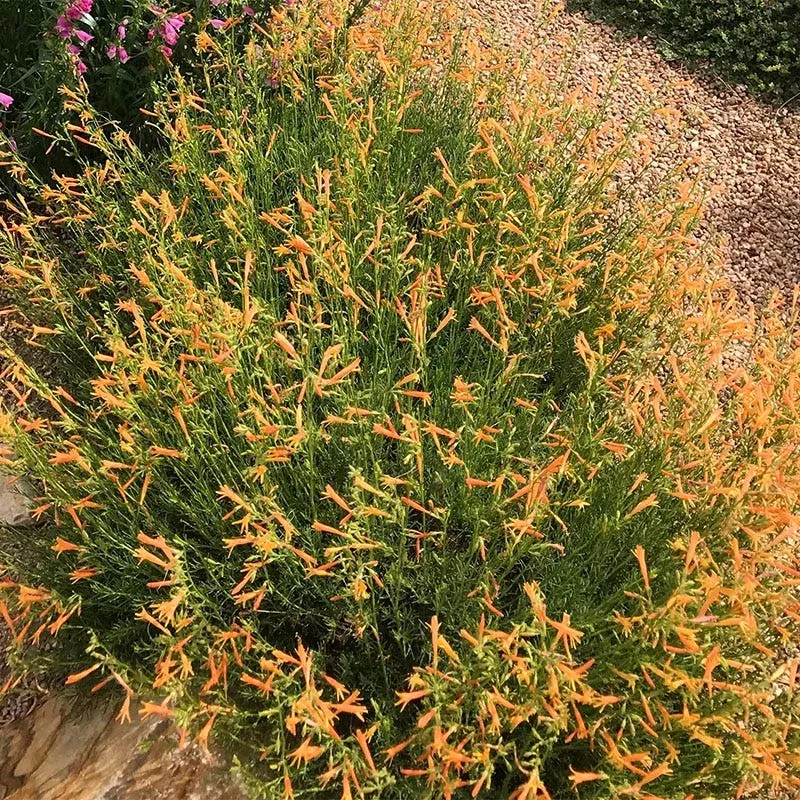 SteppeSuns Sunset Glow Penstemon