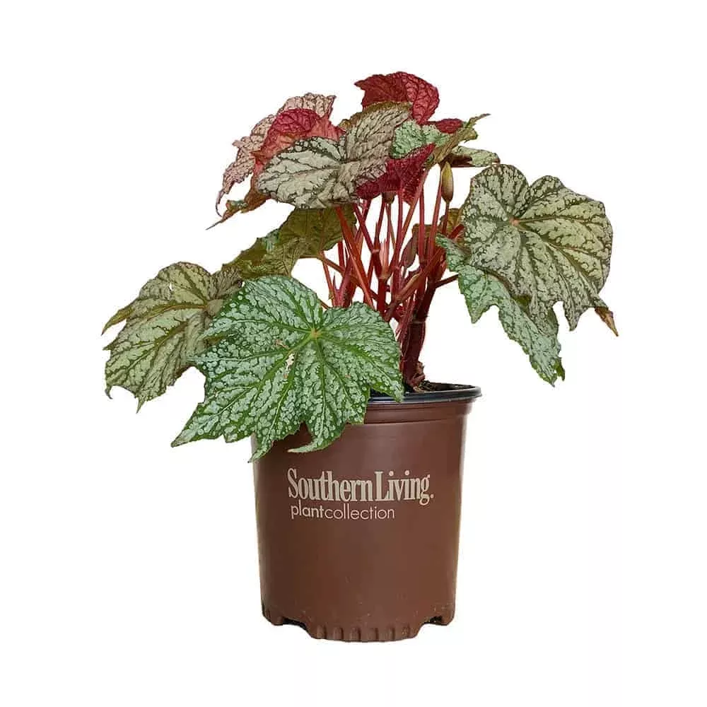 ‘Sterling Moon’ Lunar Lights Begonia