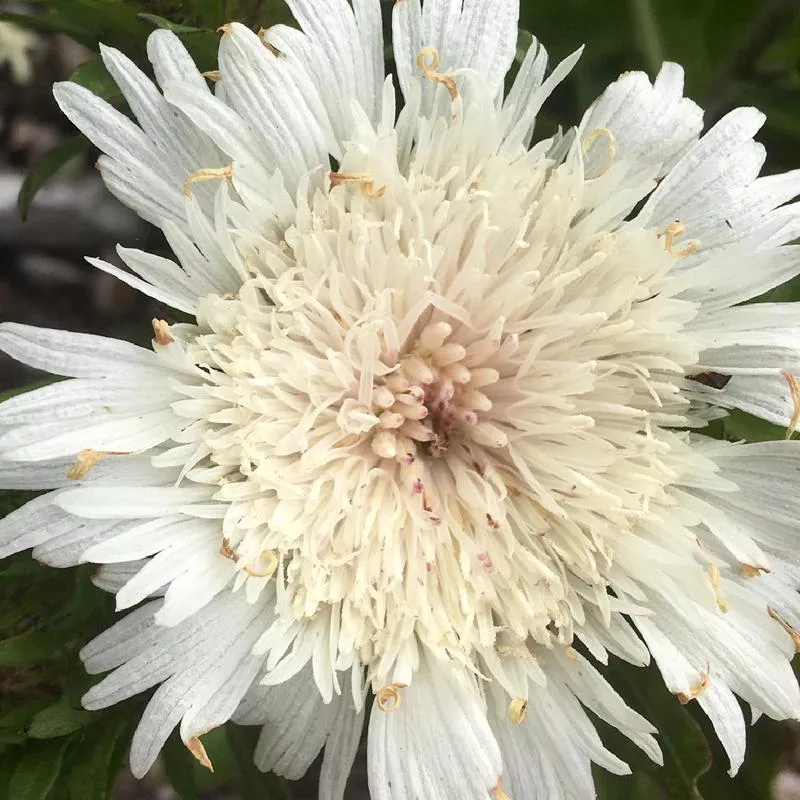 Stokesia ‘White Star’