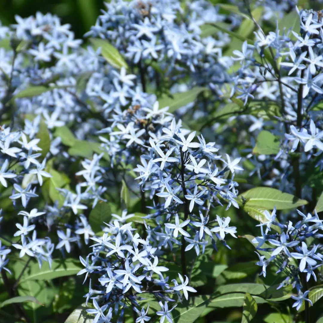 ‘Storm Cloud’ Bluestar
