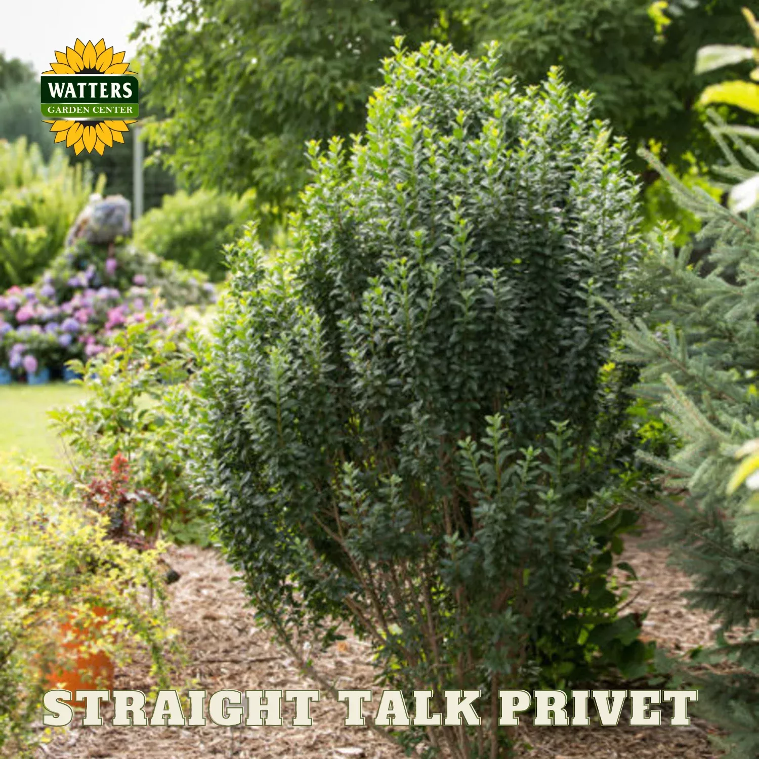 STRAIGHT TALK PRIVET 3gal