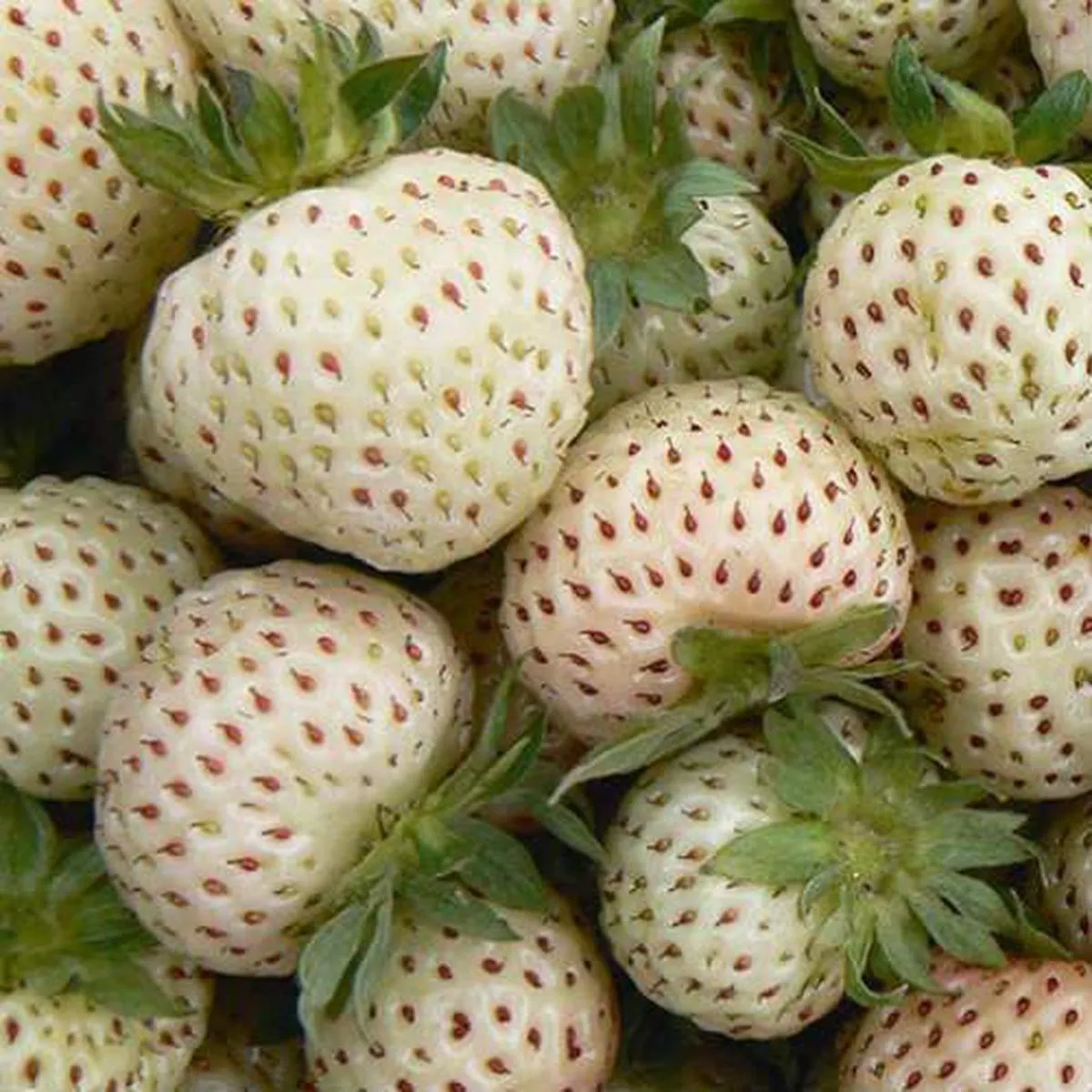 Strawberry Snow White – Pineberry 9cm Pot
