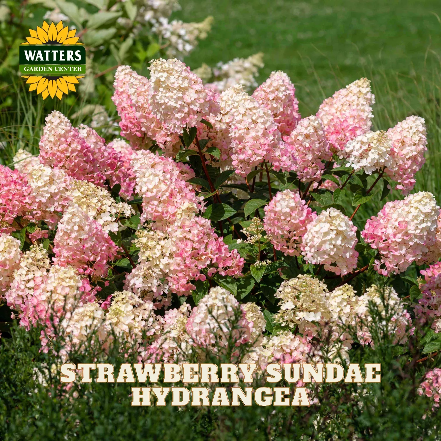 STRAWBERRY SUNDAE HYDRANGEA 2gal