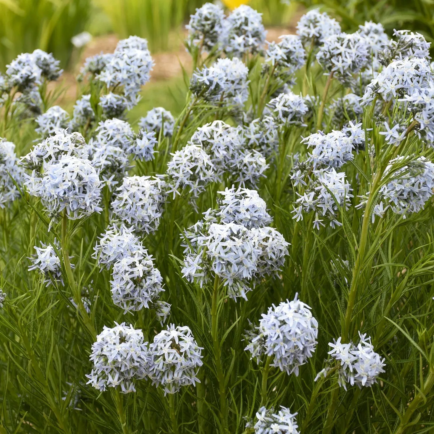 ‘String Theory’ Bluestar (Amsonia)