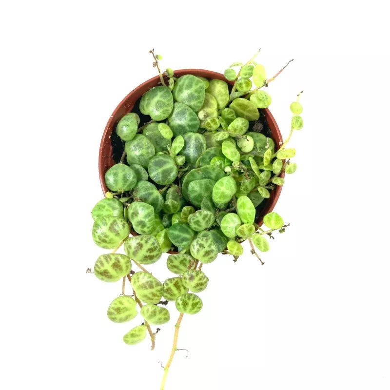 String of Turtles, 3in, Peperomia Prostrata