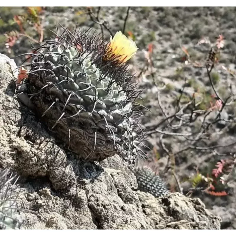 Strombocactus corregidorae SEEDS