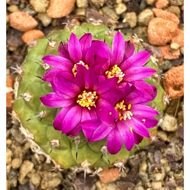 Strombocactus pulcherrimus SEEDS