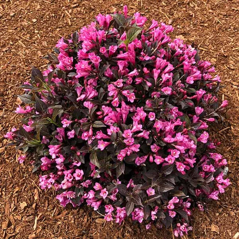 Stunner Weigela