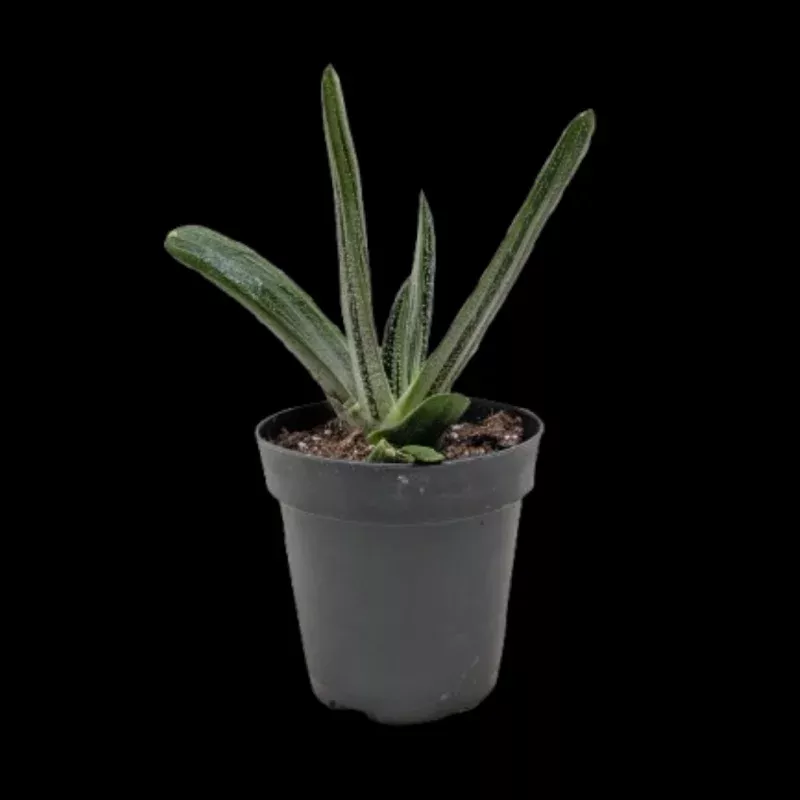 Succulent Gasteria Little Warty