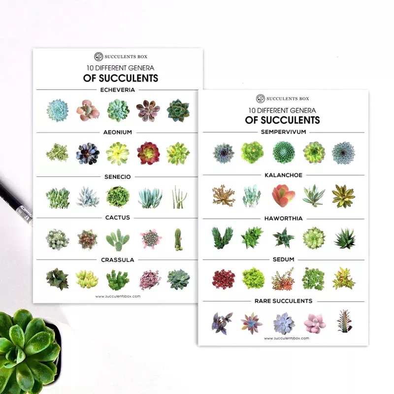 Succulent Genera Card