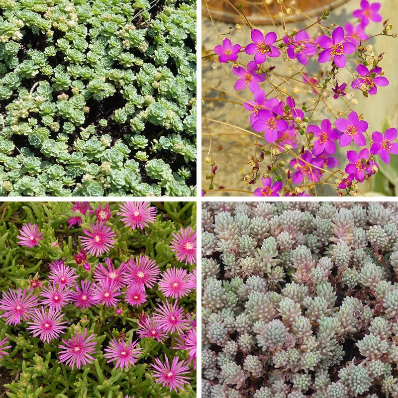 Succulent Groundcover Collection
