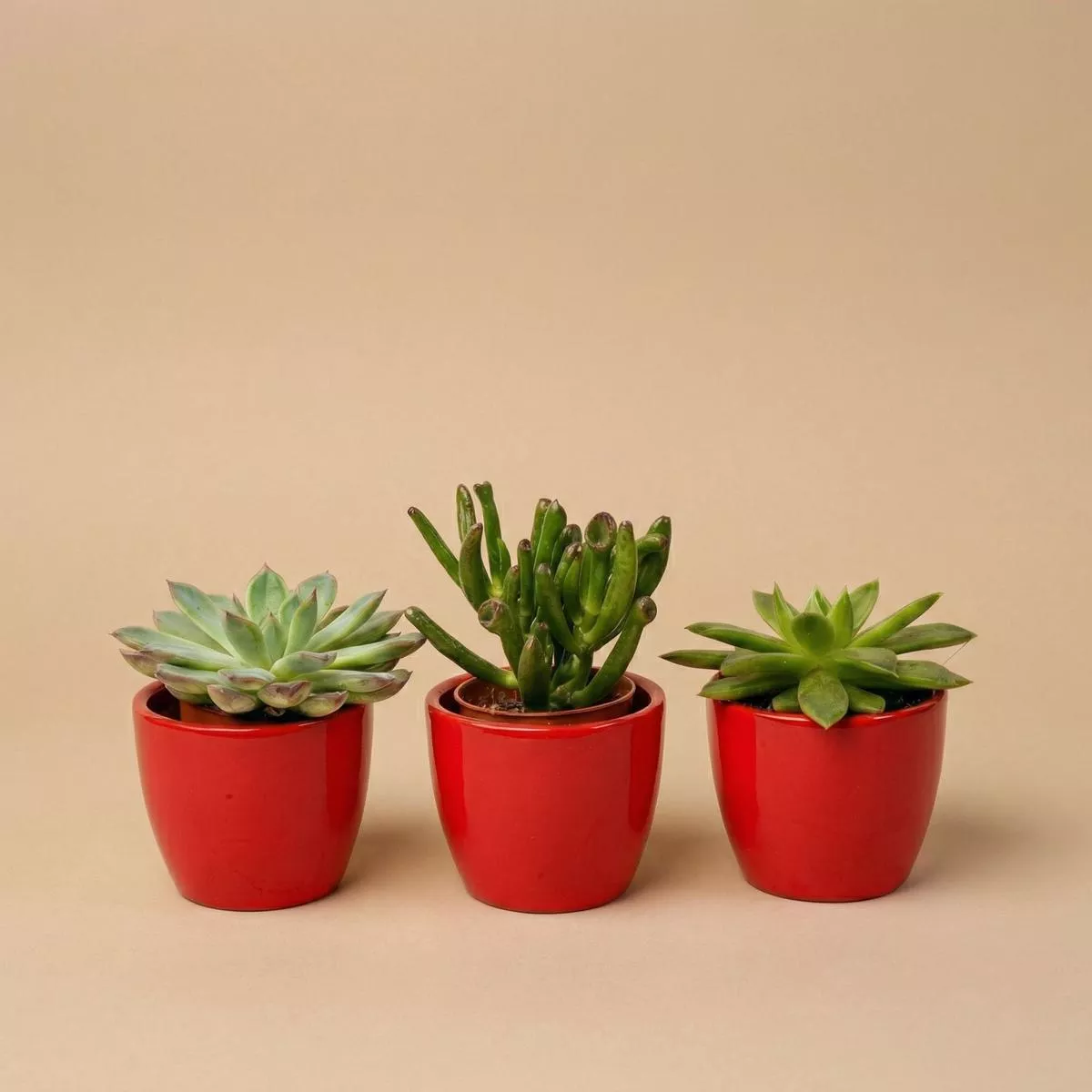 Succulents Set of 3 with Red Mini Pot – Mixed Live Cacti –812 cm