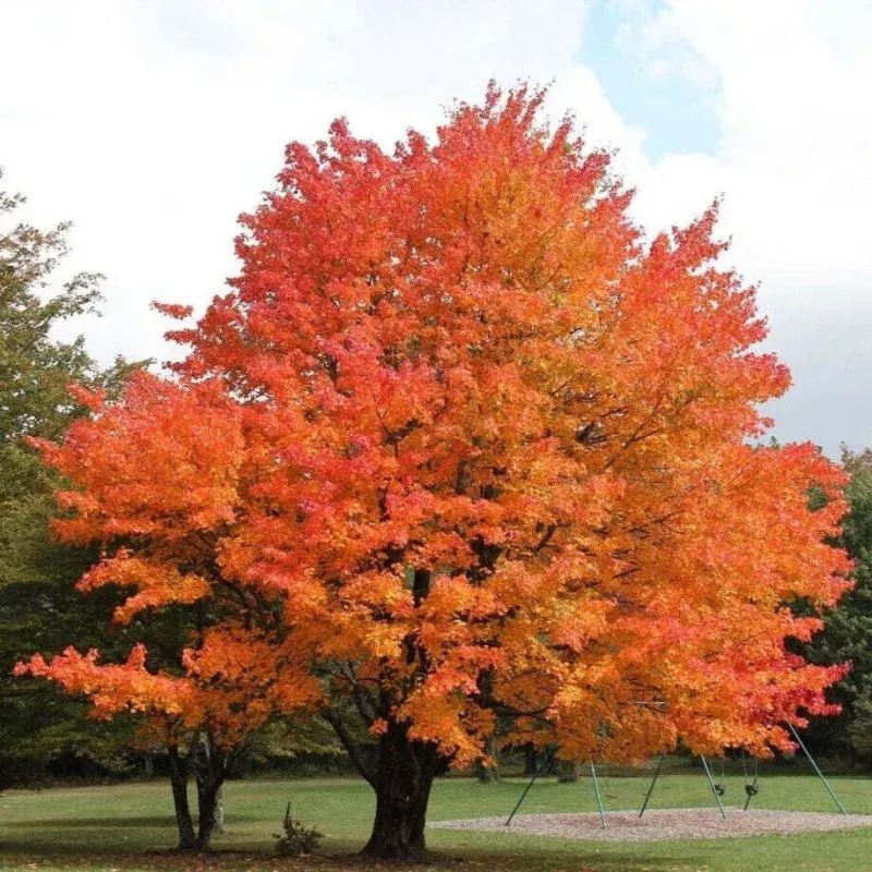 Sugar Maple - Maple Syrup Tree - Acer saccharum