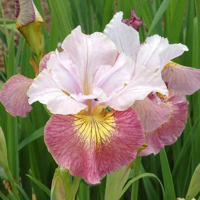 Sugar Rush Siberian Iris