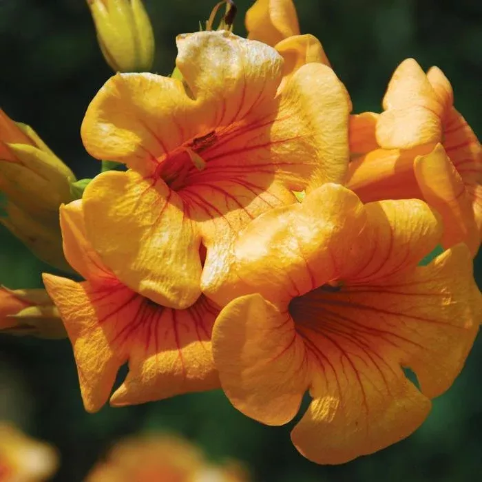 Summer Jazz Sunrise Gold Trumpet Vine