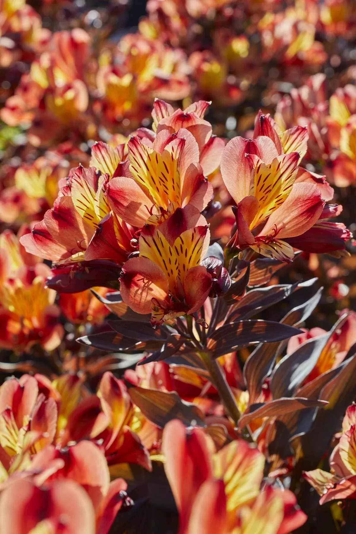 Summer Paradise Indian Summer Peruvian Lily