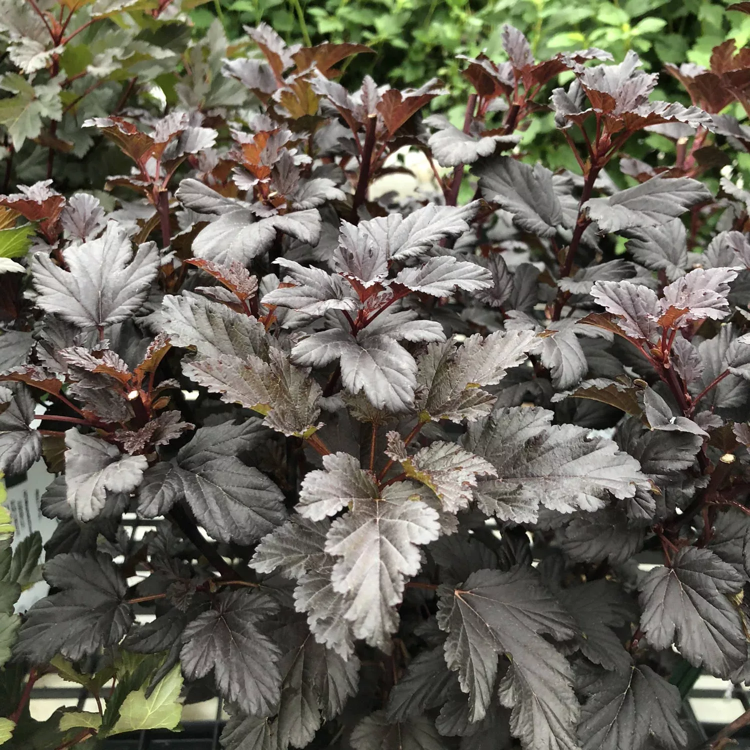 Summer Wine Black Ninebark (Physocarpus)