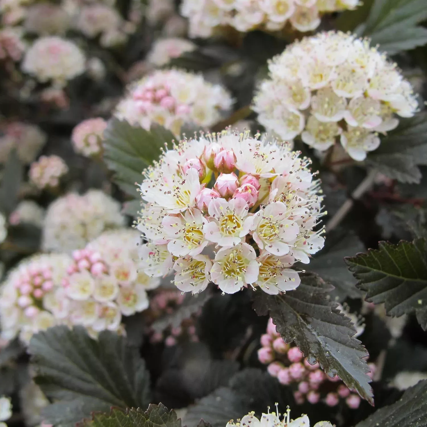 Summer Wine Ninebark (Physocarpus)