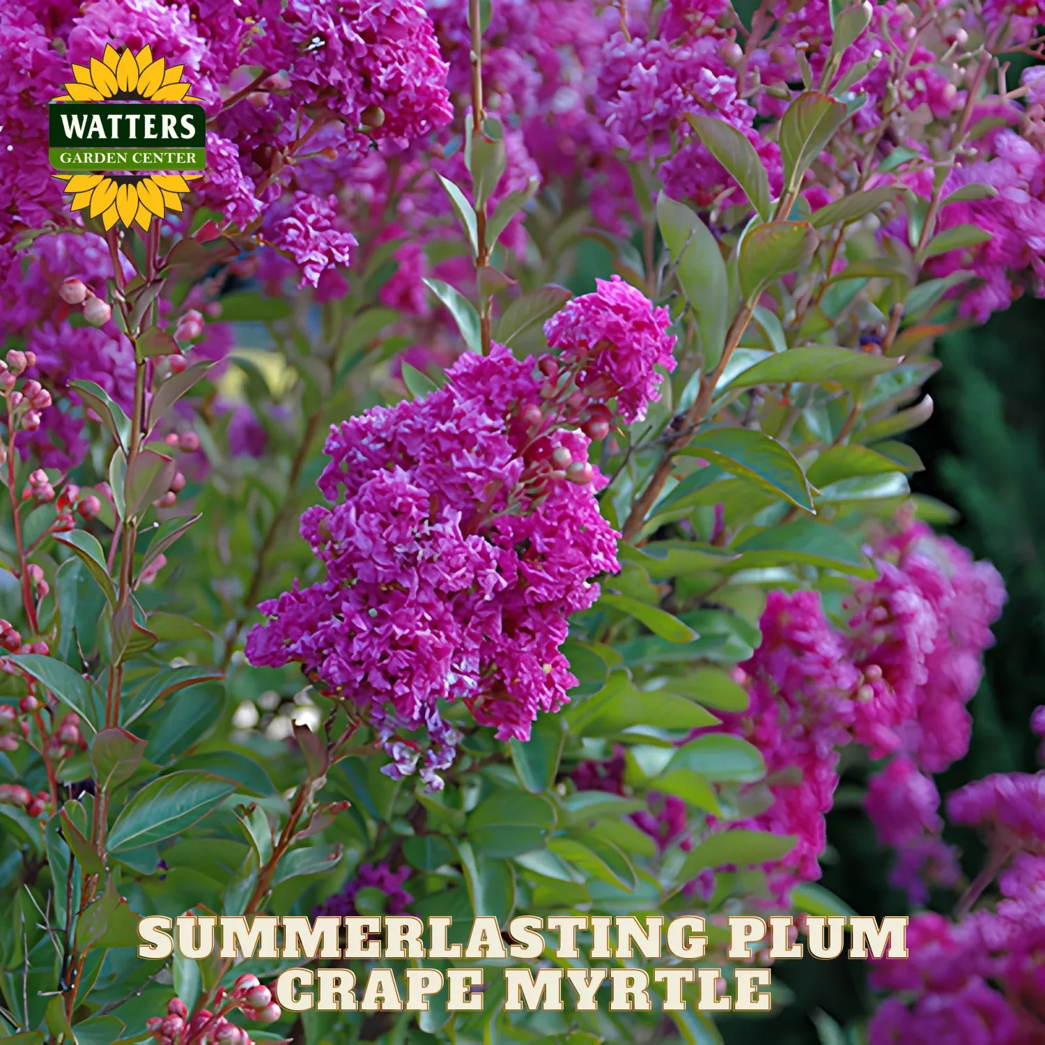 SUMMERLASTING PLUM CRAPE MYRTLE 2gal