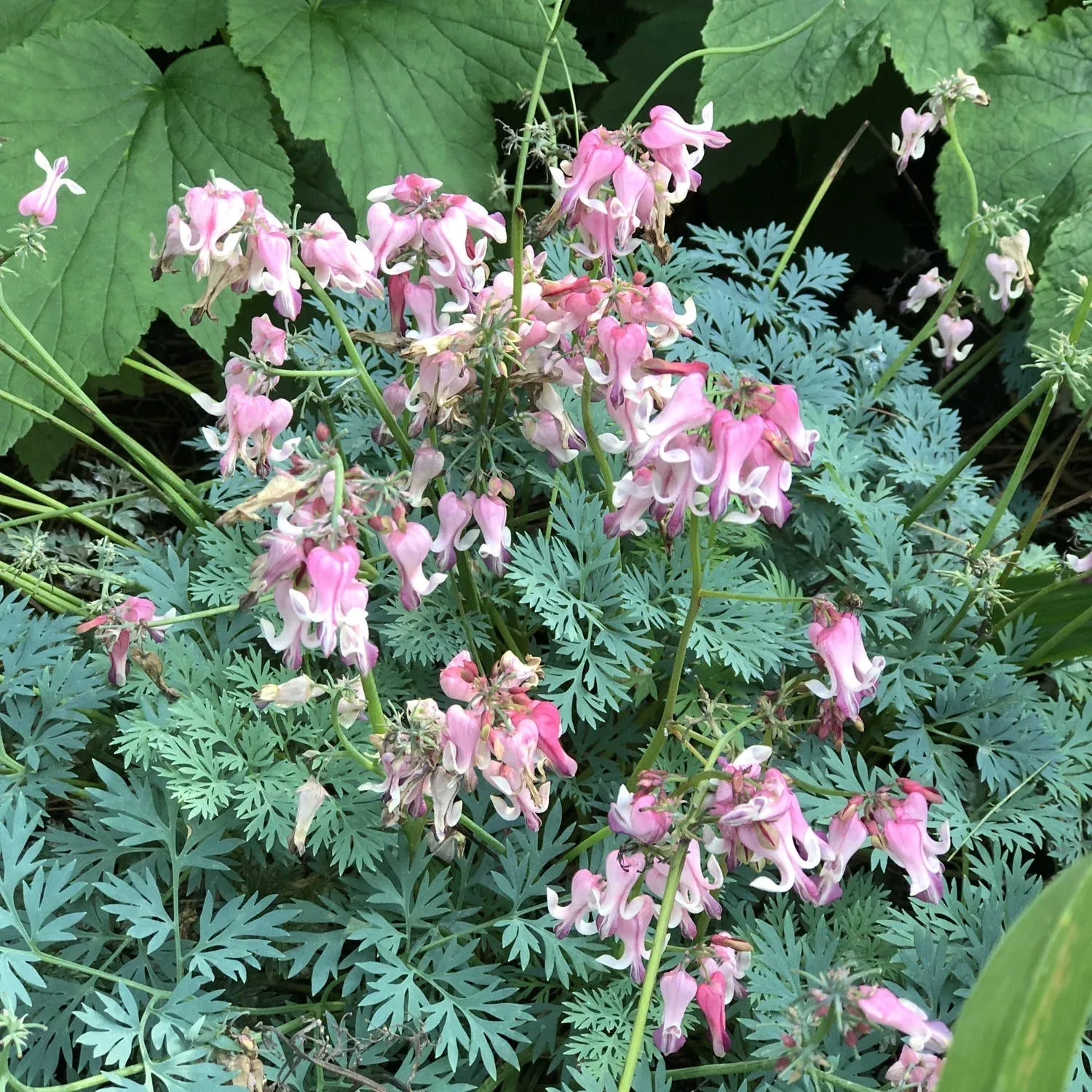 Sun Jewels™ ‘Pink Diamonds’ Bleeding Heart (Dicentra)