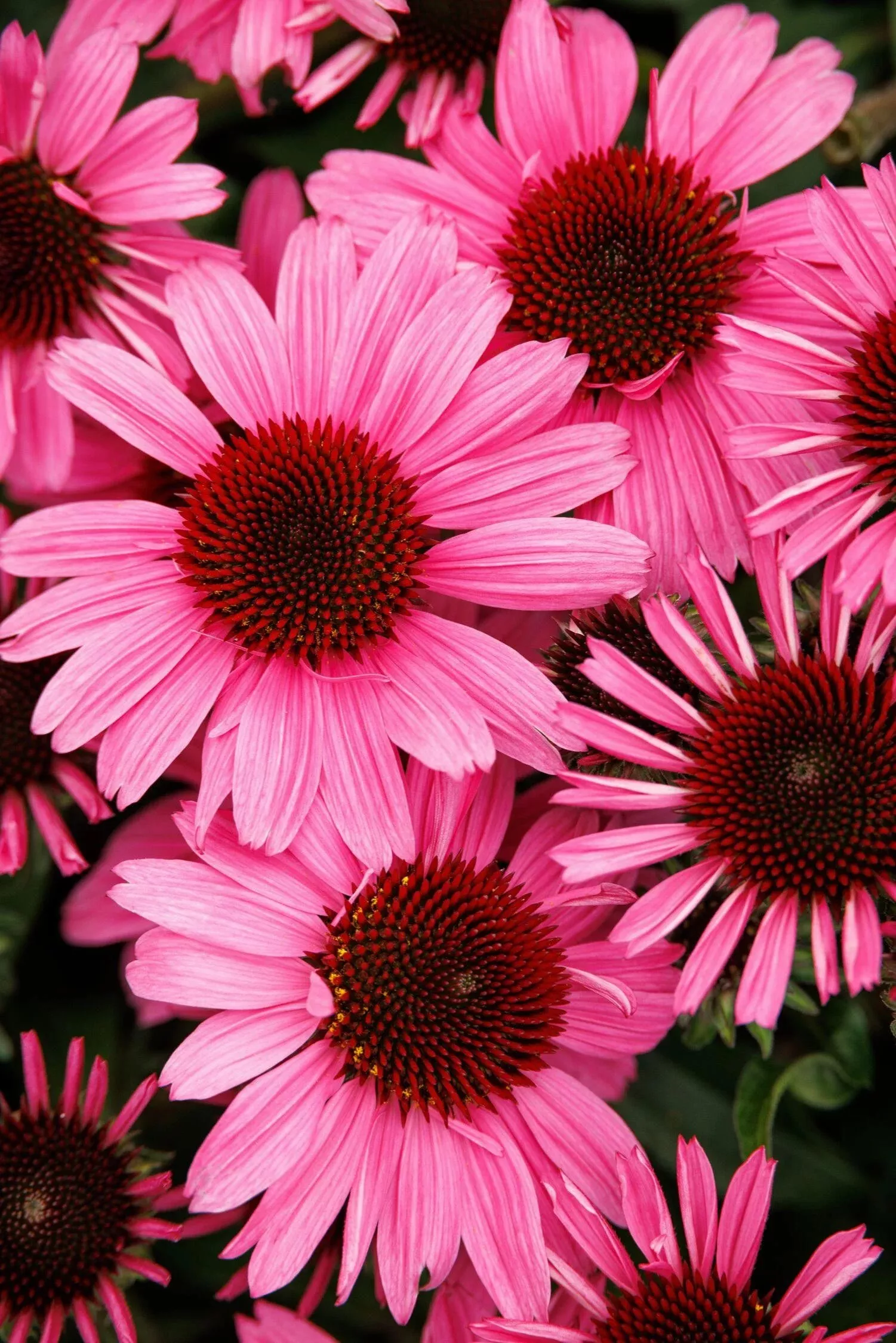 SUNMAGIC VINTAGE HOT PINK ECHINACEA 1gal