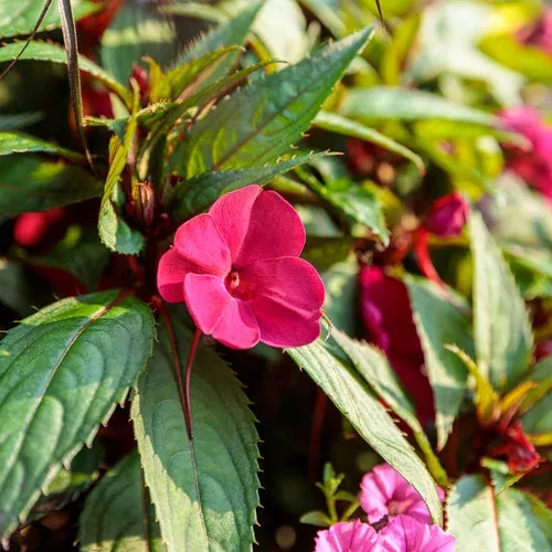 SunPatiens Compact Neon Pink Impatiens
