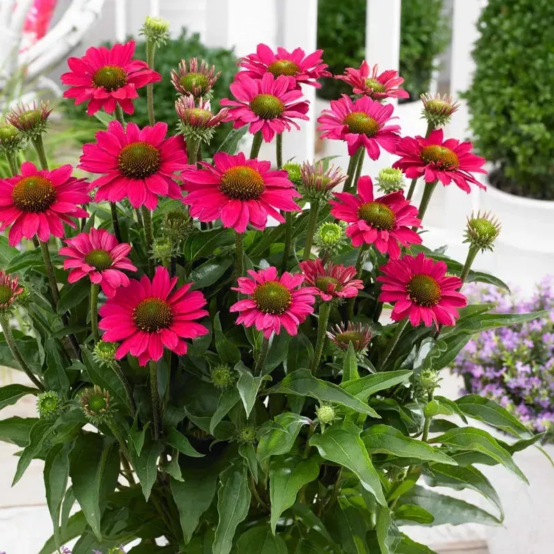 SunSeekers Magenta Coneflower