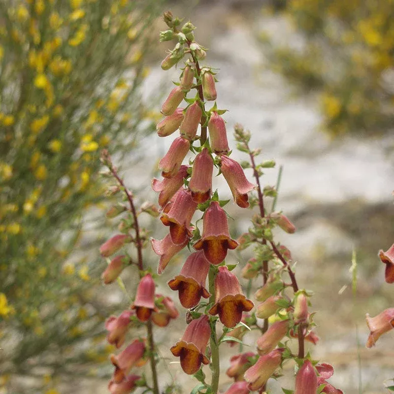 Sunset Foxglove