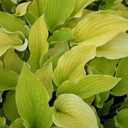 Sunshine Gal Hosta
