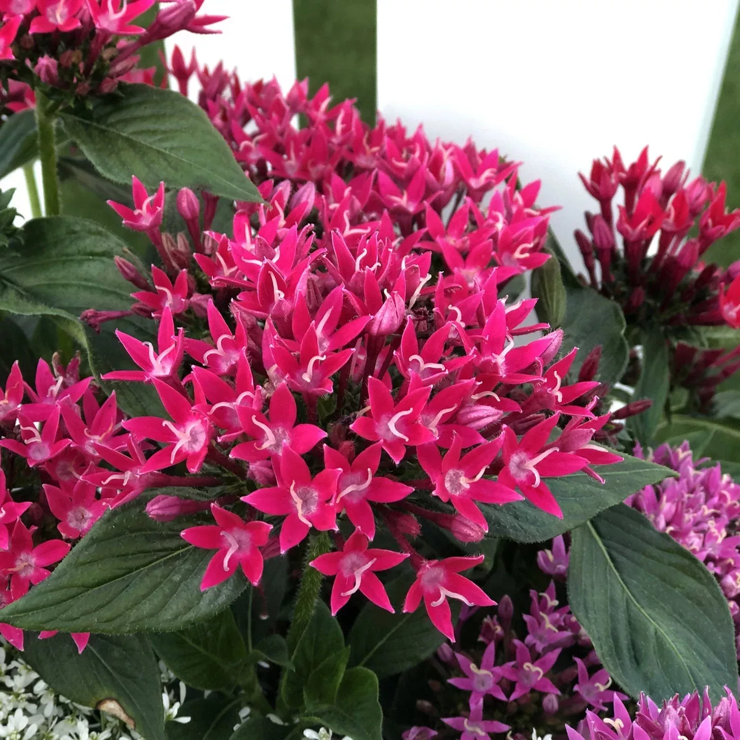 Sunstar Red Egyptian Star Flower (Pentas)