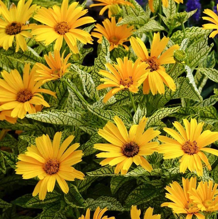 Sunstruck False Sunflower