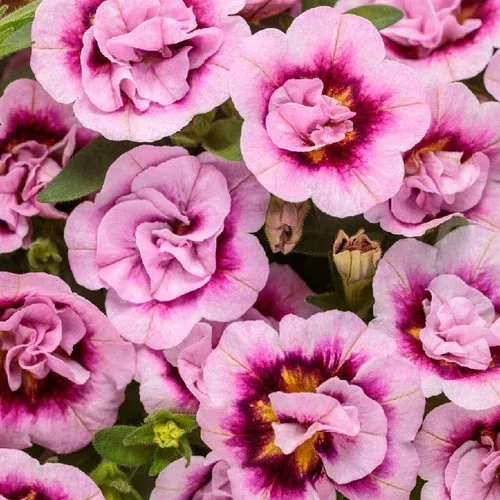 Superbells Double Smitten Pink Calibrachoa