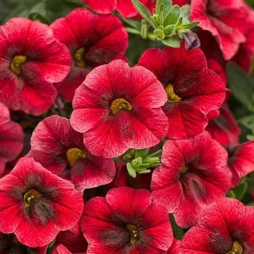 Superbells Pomegranate Punch Calibrachoa