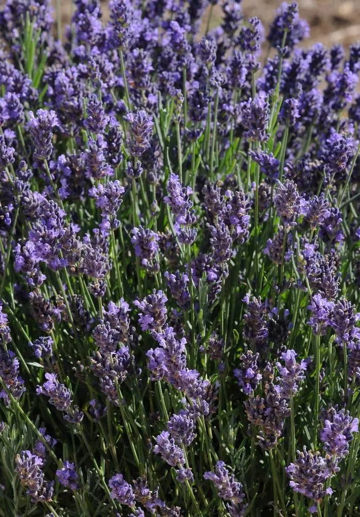 SuperBlue English Lavender