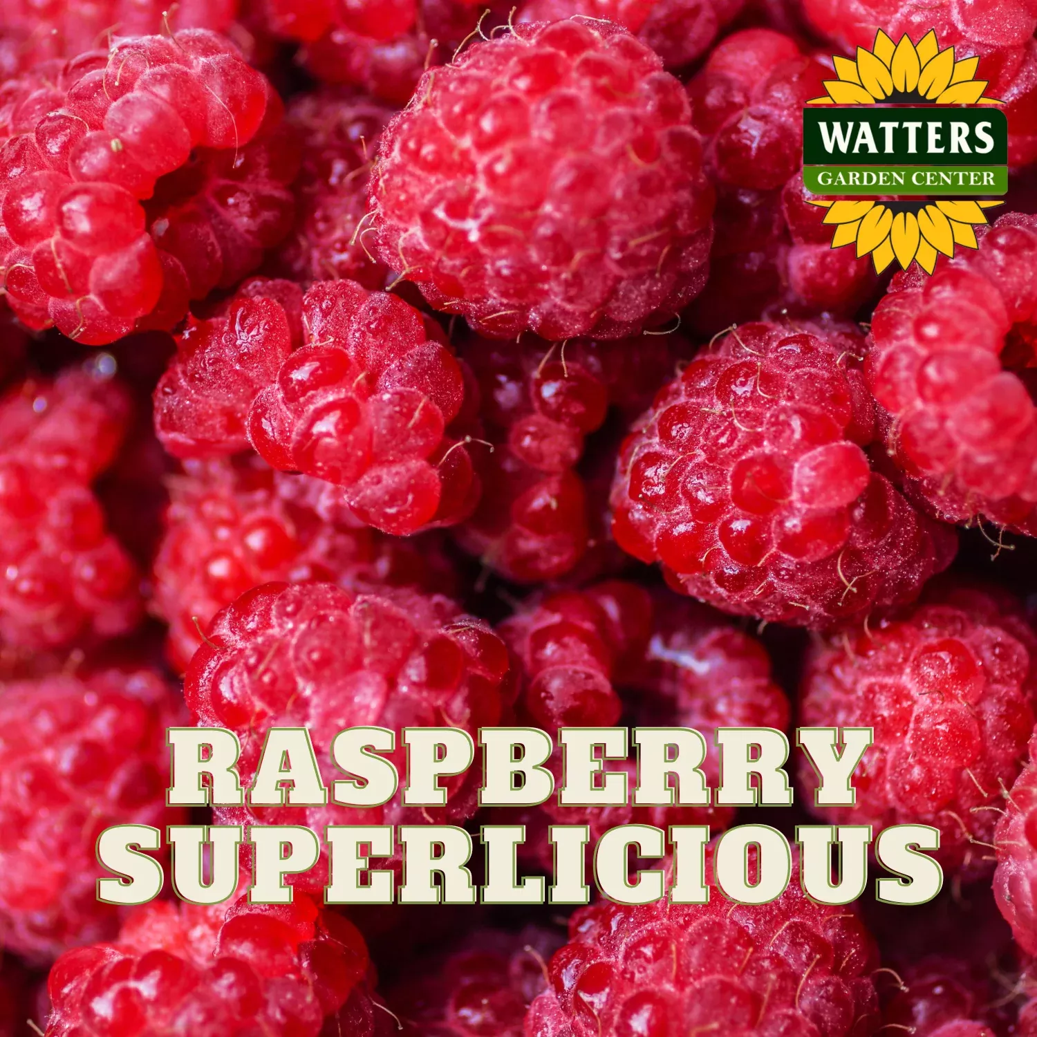 SUPERLICIOUS RASPBERRY 2gal