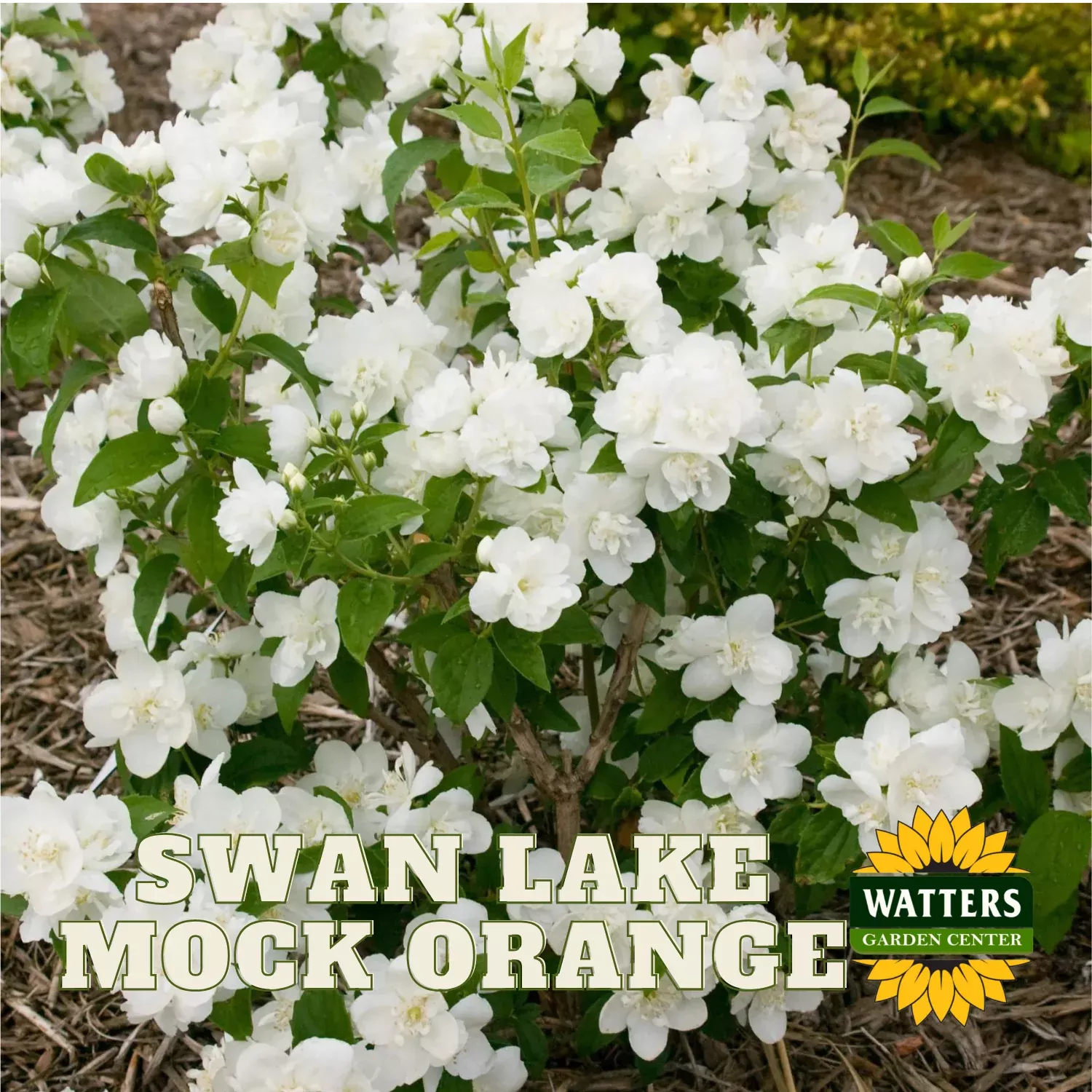 SWAN LAKE MOCKORANGE 2gal