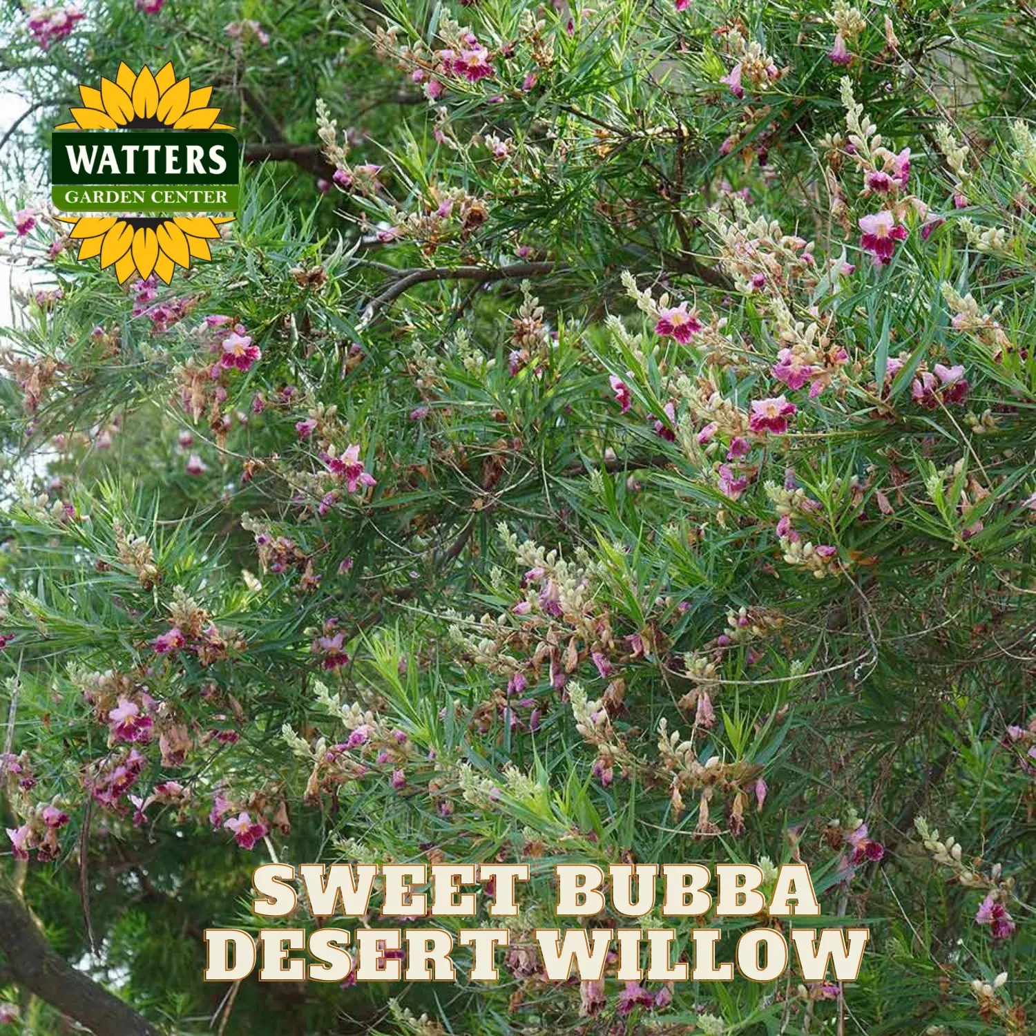 SWEET BUBBA DESERT WILLOW 5gal