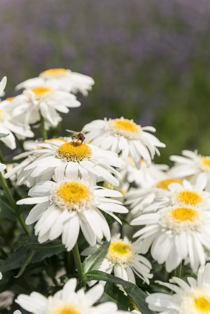 Sweet Daisy Birdy Shasta Daisy