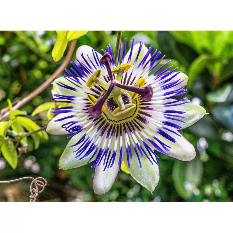 Sweet Passion Fruit Flower - Passiflora ligularis