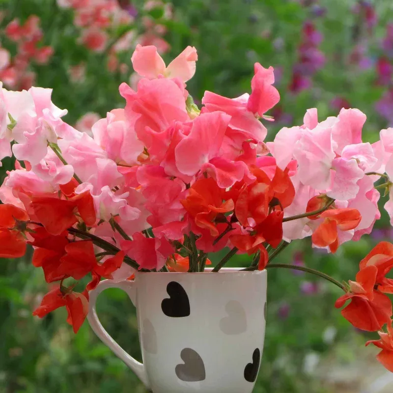 Sweet Pea 'Peach Melba'