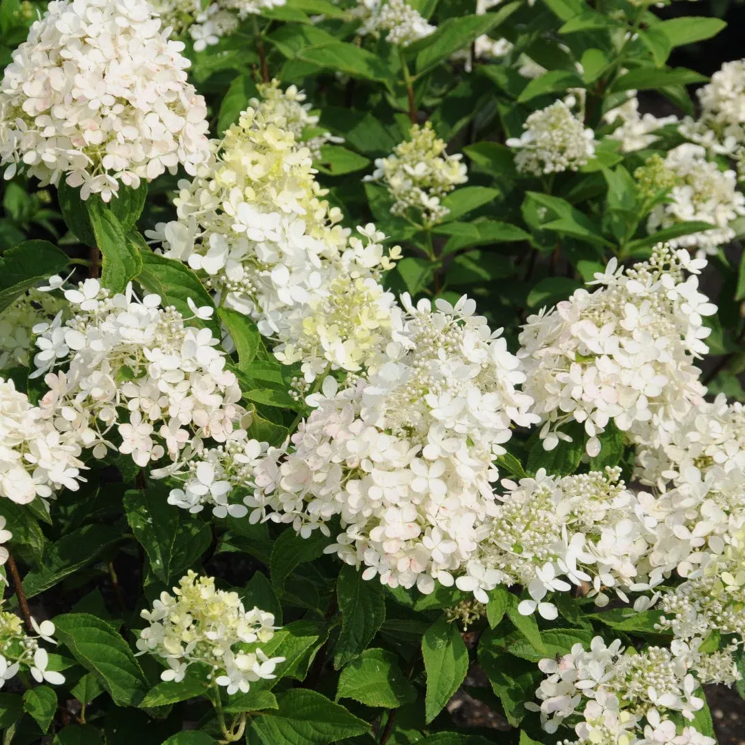 ‘Sweet Summer’ Hydrangea | Pixies Gardens