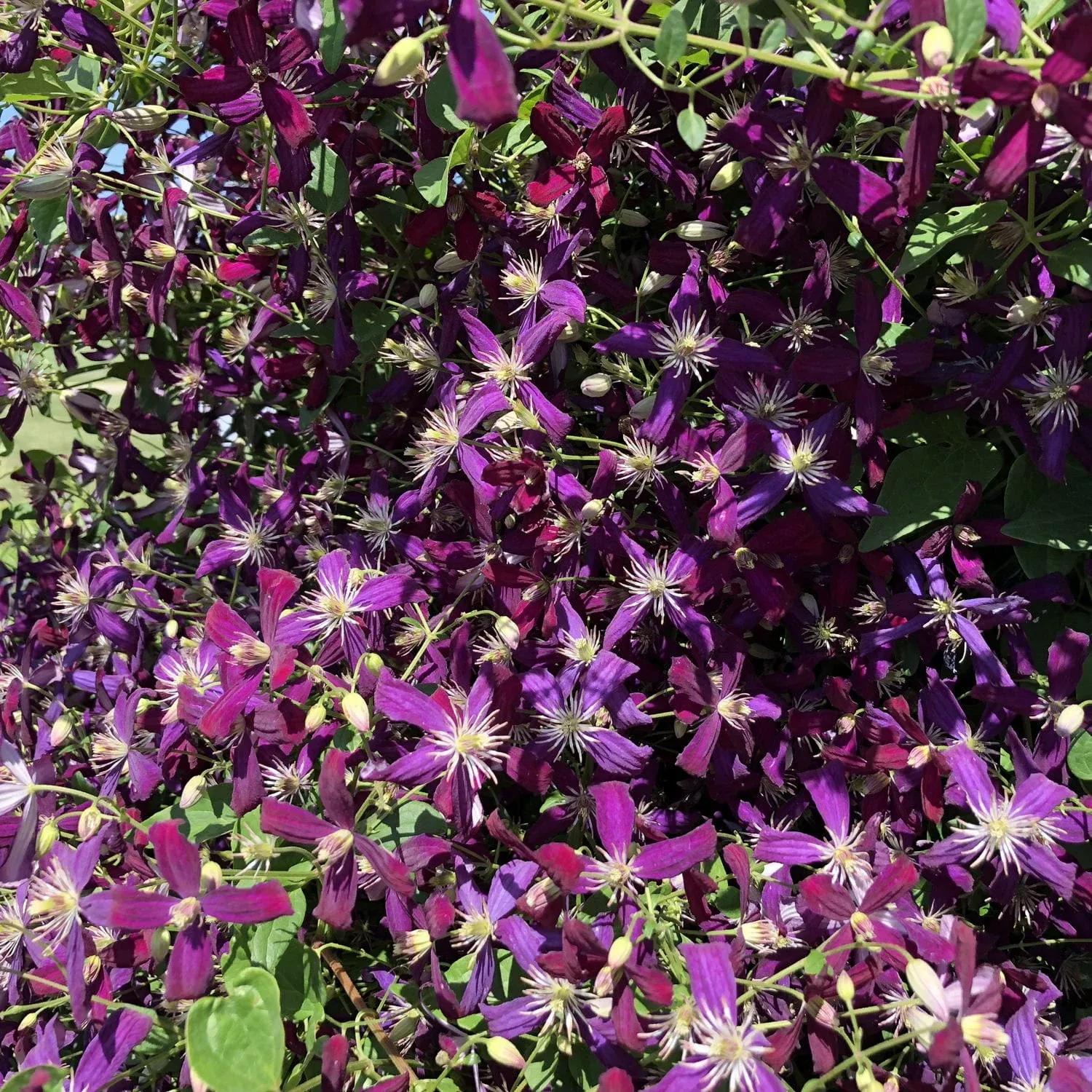 ‘Sweet Summer Love’ Sweet Autumn Clematis