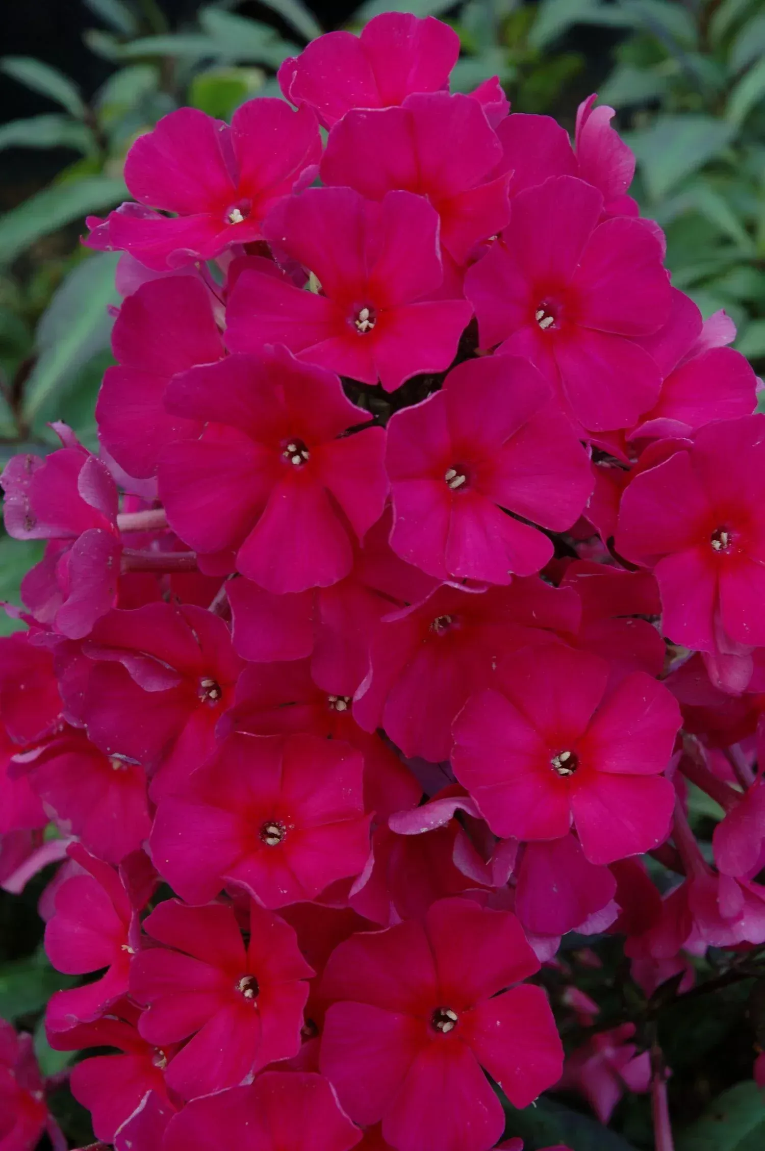 SWEET SUMMER RED PHLOX 1gal