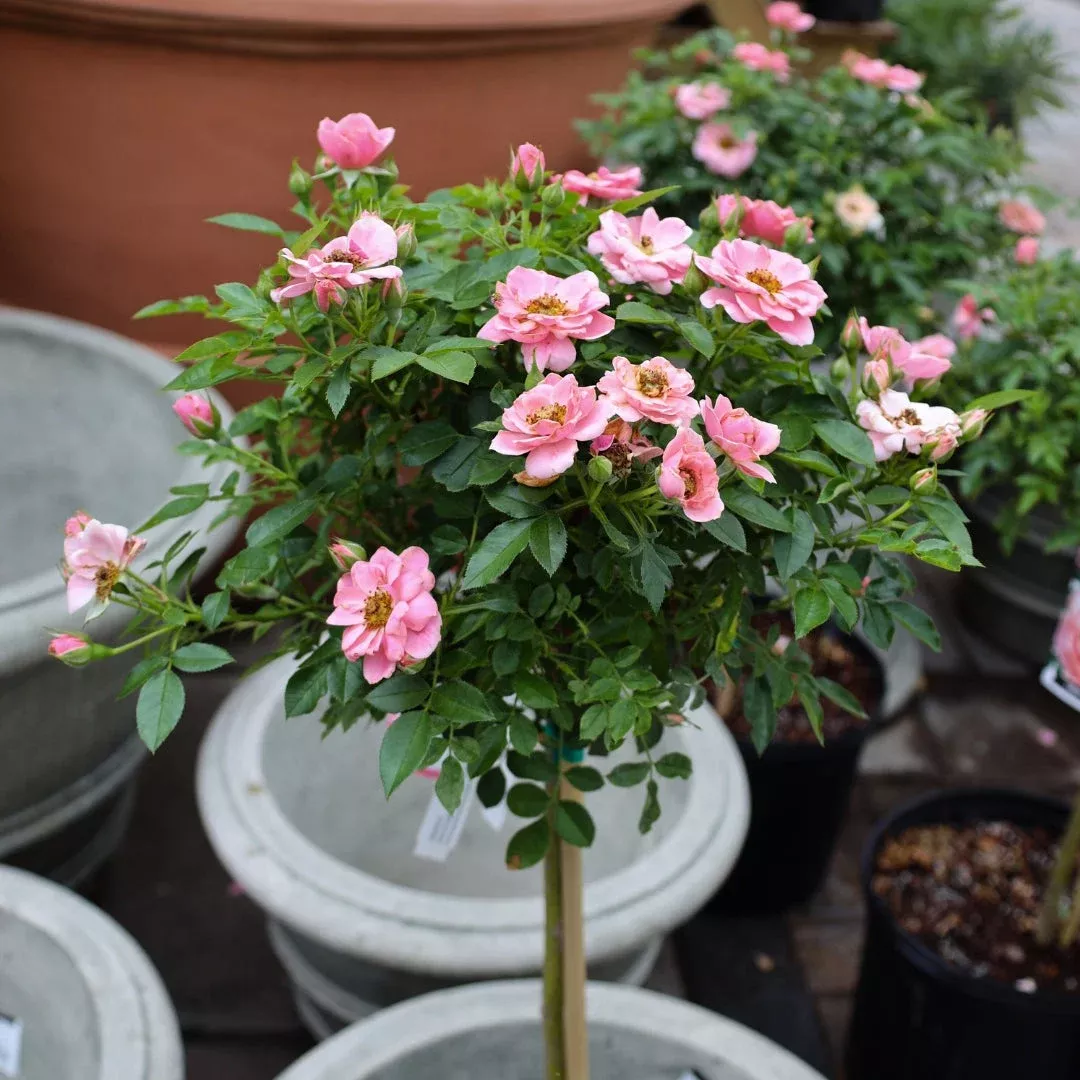 Sweet Sunblaze Miniature Rose Tree