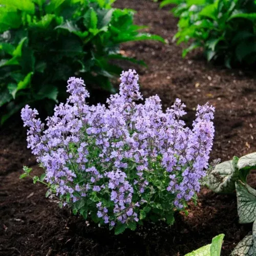 SylvesterBlue™ Catmint