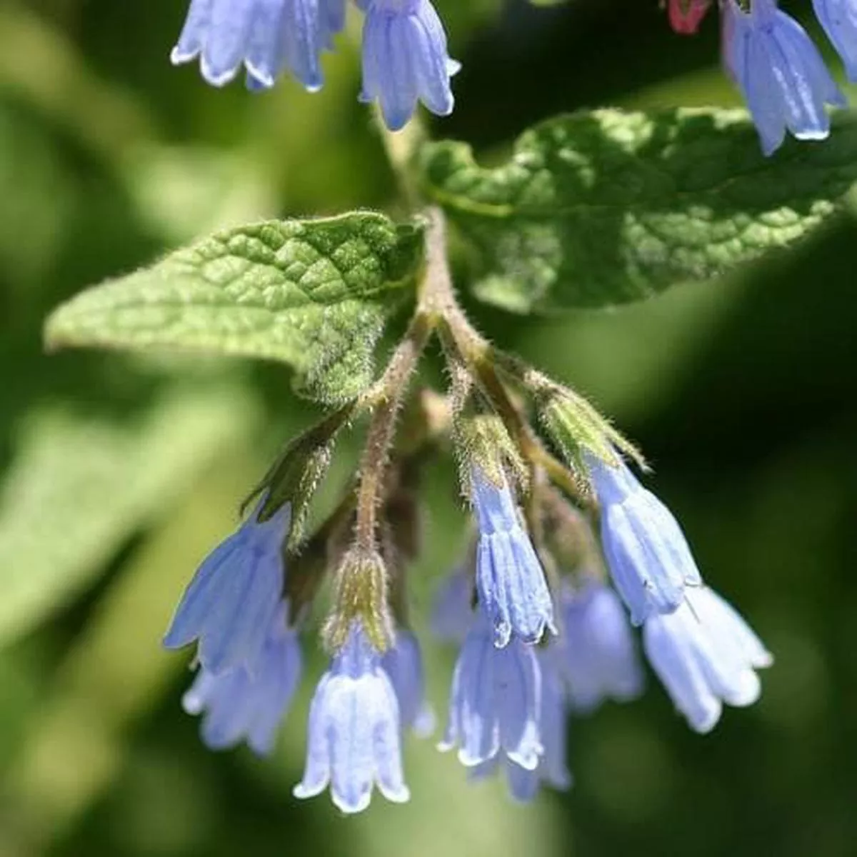 Symphytum grandiflorum Hidcote Blue Pot | 9cm