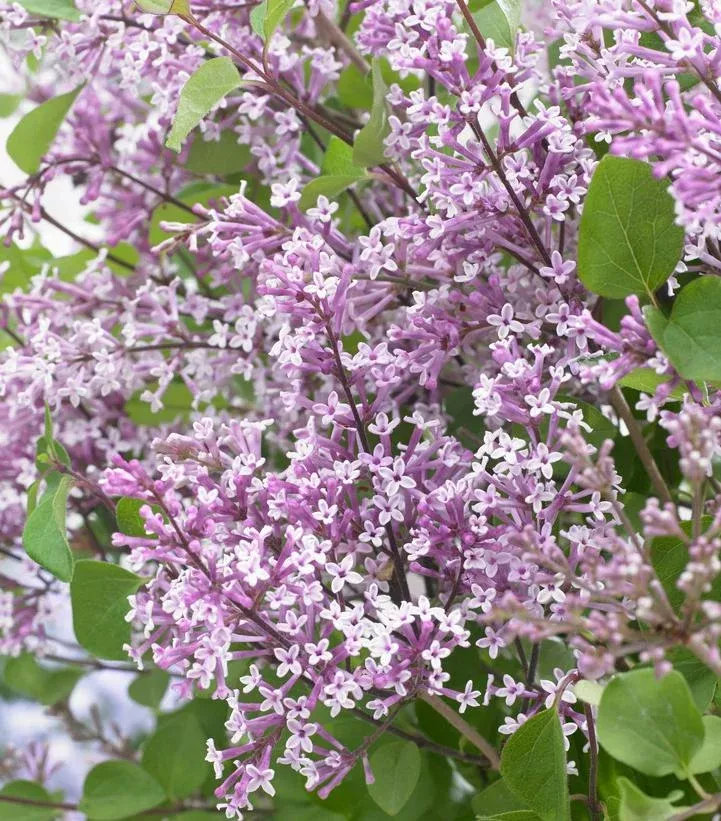 SYRINGA MEYERI `FLOWERFESTAPURPLE`
