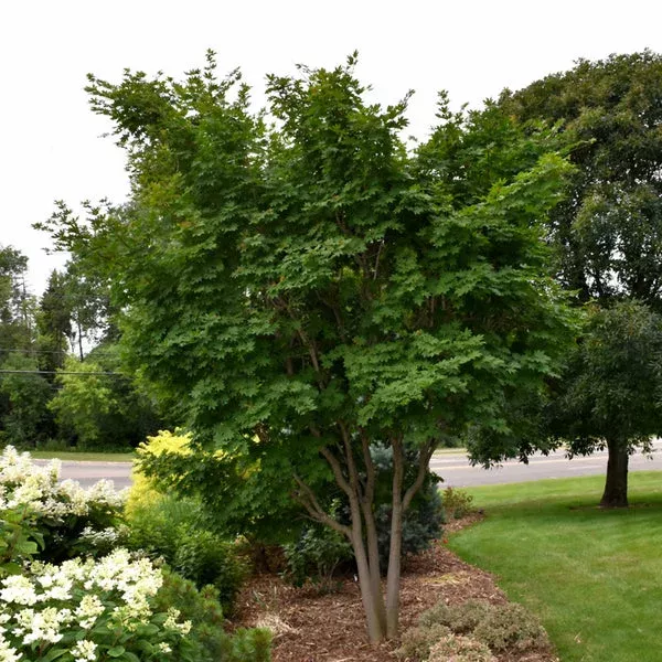 Takesimense Korean Maple