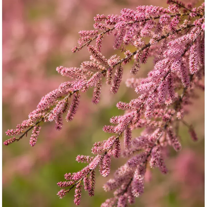 Tamarix tetrandra